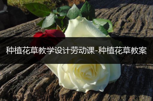 种植花草教学设计劳动课-种植花草教案