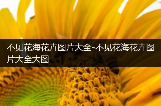 不见花海花卉图片大全-不见花海花卉图片大全大图