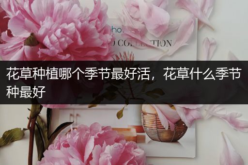 花草种植哪个季节最好活，花草什么季节种最好