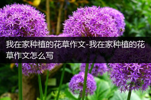 我在家种植的花草作文-我在家种植的花草作文怎么写