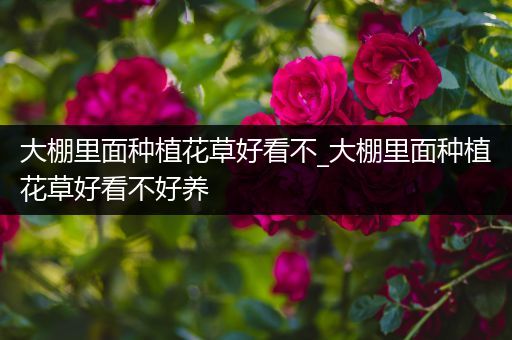 大棚里面种植花草好看不_大棚里面种植花草好看不好养