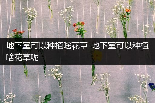 地下室可以种植啥花草-地下室可以种植啥花草呢