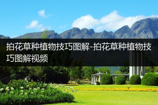 拍花草种植物技巧图解-拍花草种植物技巧图解视频