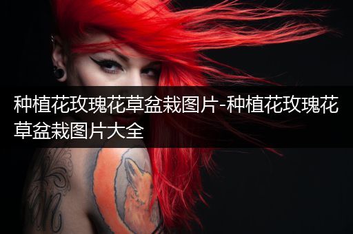 种植花玫瑰花草盆栽图片-种植花玫瑰花草盆栽图片大全