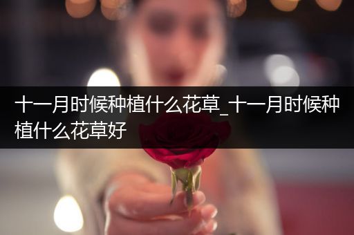 十一月时候种植什么花草_十一月时候种植什么花草好