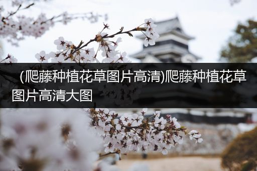 （爬藤种植花草图片高清)爬藤种植花草图片高清大图