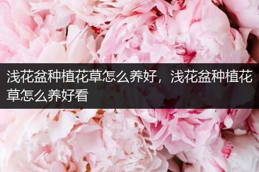 浅花盆种植花草怎么养好，浅花盆种植花草怎么养好看