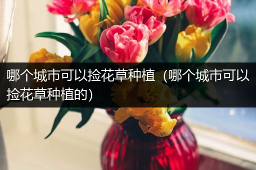哪个城市可以捡花草种植（哪个城市可以捡花草种植的）