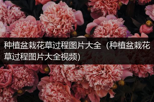 种植盆栽花草过程图片大全（种植盆栽花草过程图片大全视频）