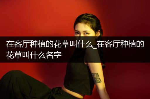 在客厅种植的花草叫什么_在客厅种植的花草叫什么名字