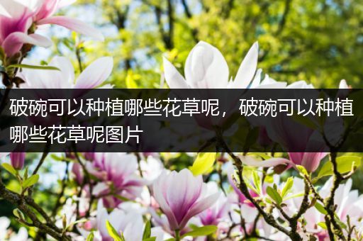 破碗可以种植哪些花草呢，破碗可以种植哪些花草呢图片