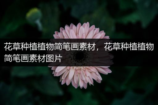 花草种植植物简笔画素材，花草种植植物简笔画素材图片