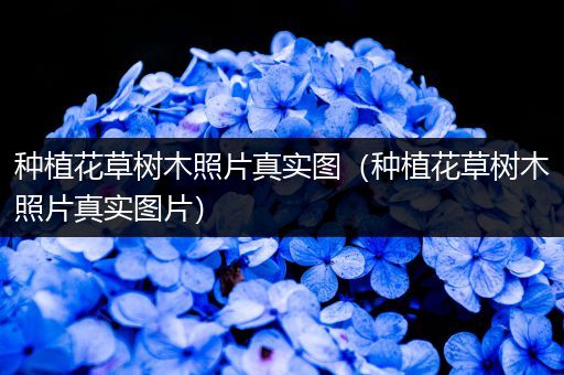 种植花草树木照片真实图（种植花草树木照片真实图片）