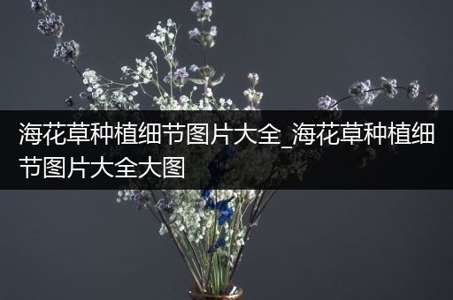 海花草种植细节图片大全_海花草种植细节图片大全大图