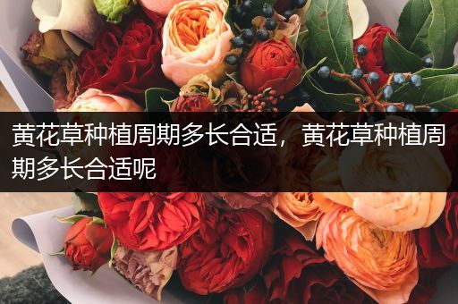 黄花草种植周期多长合适，黄花草种植周期多长合适呢