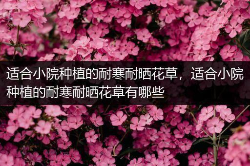 适合小院种植的耐寒耐晒花草，适合小院种植的耐寒耐晒花草有哪些