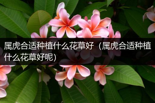 属虎合适种植什么花草好（属虎合适种植什么花草好呢）