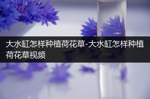 大水缸怎样种植荷花草-大水缸怎样种植荷花草视频
