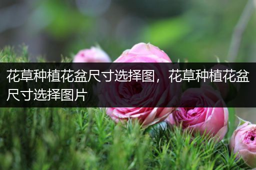花草种植花盆尺寸选择图，花草种植花盆尺寸选择图片