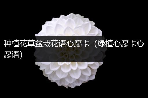 种植花草盆栽花语心愿卡（绿植心愿卡心愿语）
