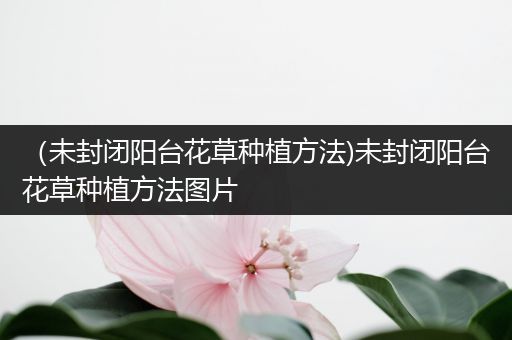 （未封闭阳台花草种植方法)未封闭阳台花草种植方法图片