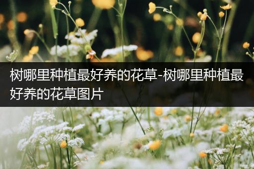 树哪里种植最好养的花草-树哪里种植最好养的花草图片