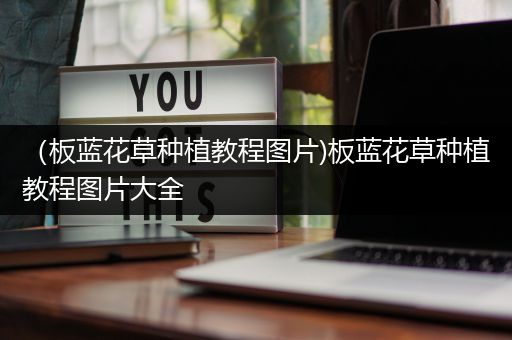（板蓝花草种植教程图片)板蓝花草种植教程图片大全