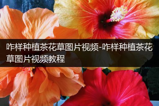 咋样种植茶花草图片视频-咋样种植茶花草图片视频教程
