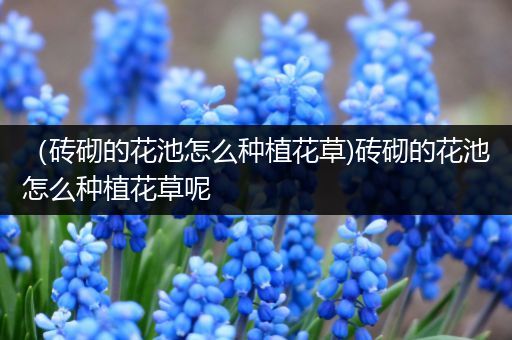 （砖砌的花池怎么种植花草)砖砌的花池怎么种植花草呢