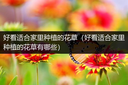 好看适合家里种植的花草（好看适合家里种植的花草有哪些）