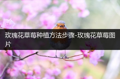 玫瑰花草莓种植方法步骤-玫瑰花草莓图片