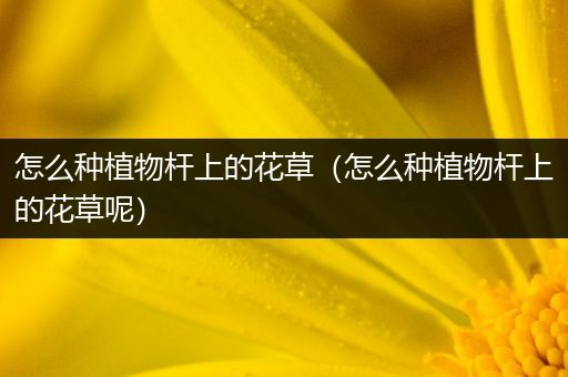 怎么种植物杆上的花草（怎么种植物杆上的花草呢）