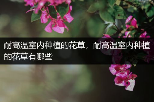 耐高温室内种植的花草，耐高温室内种植的花草有哪些