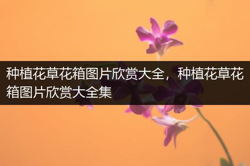 种植花草花箱图片欣赏大全，种植花草花箱图片欣赏大全集