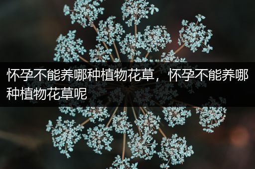 怀孕不能养哪种植物花草，怀孕不能养哪种植物花草呢