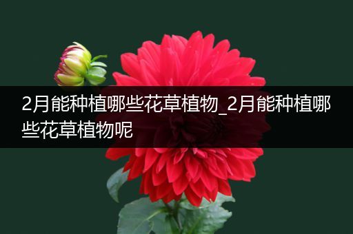 2月能种植哪些花草植物_2月能种植哪些花草植物呢