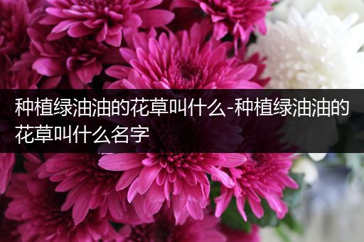 种植绿油油的花草叫什么-种植绿油油的花草叫什么名字