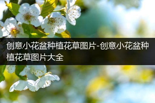 创意小花盆种植花草图片-创意小花盆种植花草图片大全