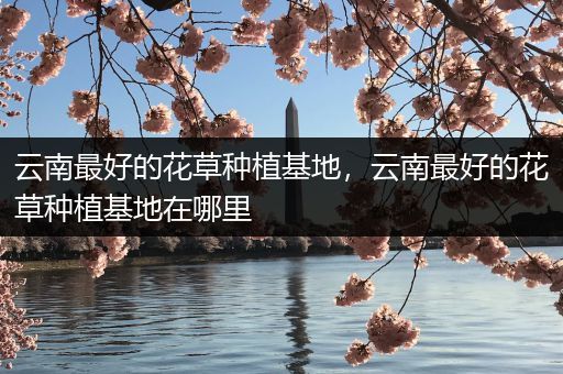 云南最好的花草种植基地，云南最好的花草种植基地在哪里