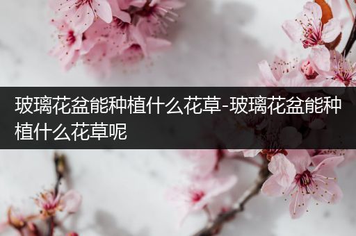 玻璃花盆能种植什么花草-玻璃花盆能种植什么花草呢