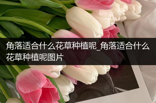 角落适合什么花草种植呢_角落适合什么花草种植呢图片