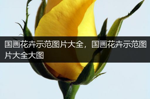 国画花卉示范图片大全，国画花卉示范图片大全大图