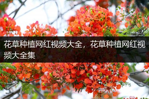 花草种植网红视频大全，花草种植网红视频大全集