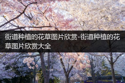街道种植的花草图片欣赏-街道种植的花草图片欣赏大全