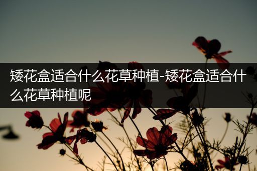 矮花盒适合什么花草种植-矮花盒适合什么花草种植呢