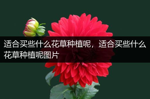 适合买些什么花草种植呢，适合买些什么花草种植呢图片