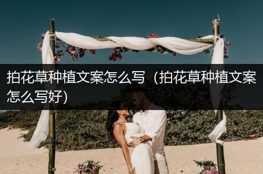 拍花草种植文案怎么写（拍花草种植文案怎么写好）