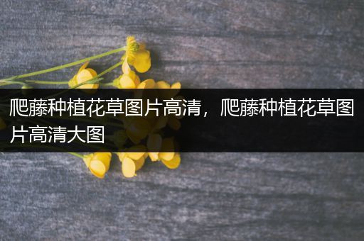 爬藤种植花草图片高清，爬藤种植花草图片高清大图