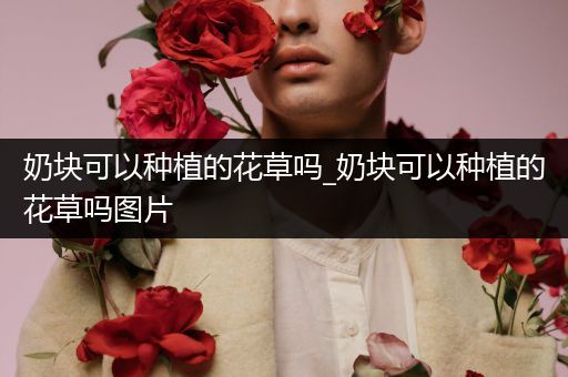 奶块可以种植的花草吗_奶块可以种植的花草吗图片