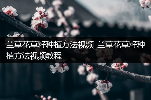 兰草花草籽种植方法视频_兰草花草籽种植方法视频教程
